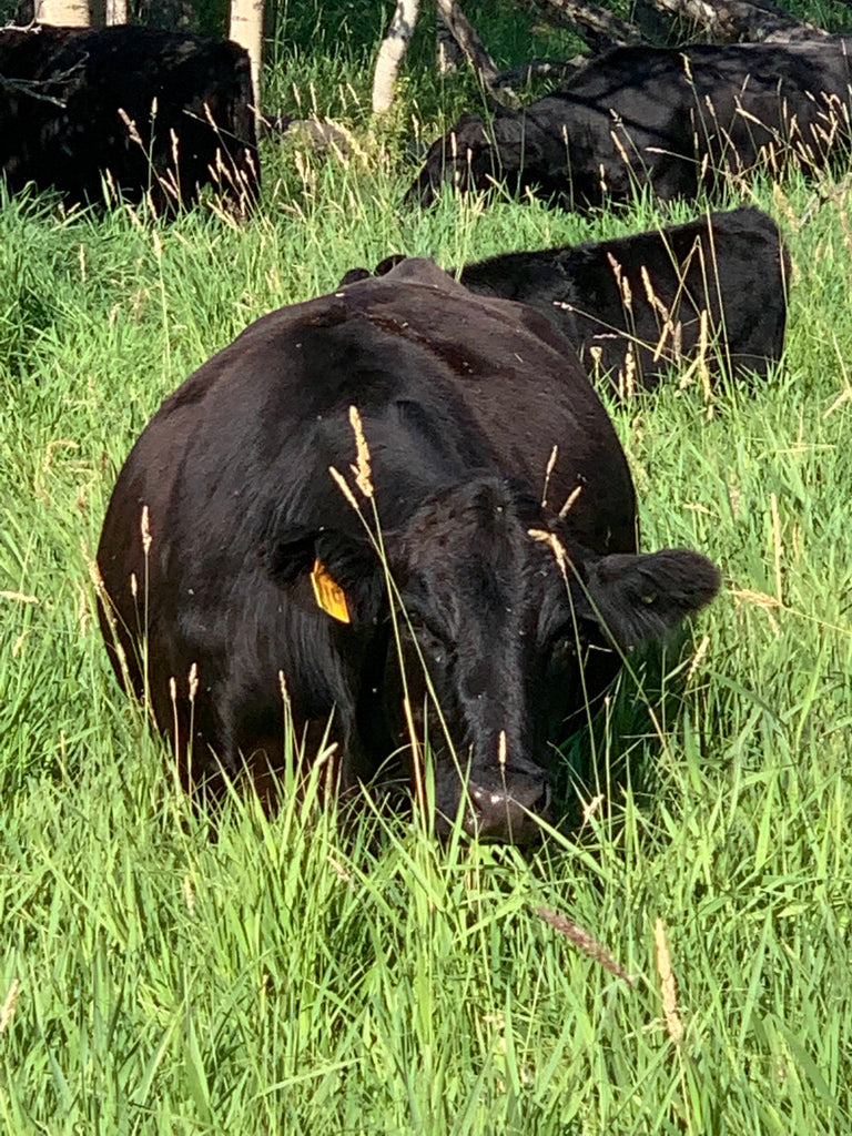 Healthy Soils make Healthy Grass
