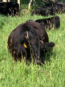 Healthy Soils make Healthy Grass