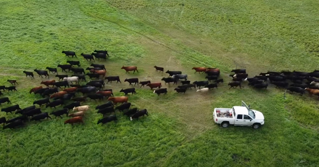 Daily Herd Move!