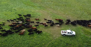 Daily Herd Move!