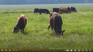 The Daily Move - Moving some steers to new grass