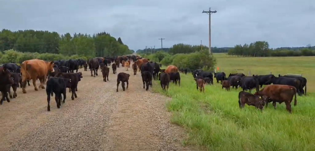 Cattle Drive to the Summer Pasture