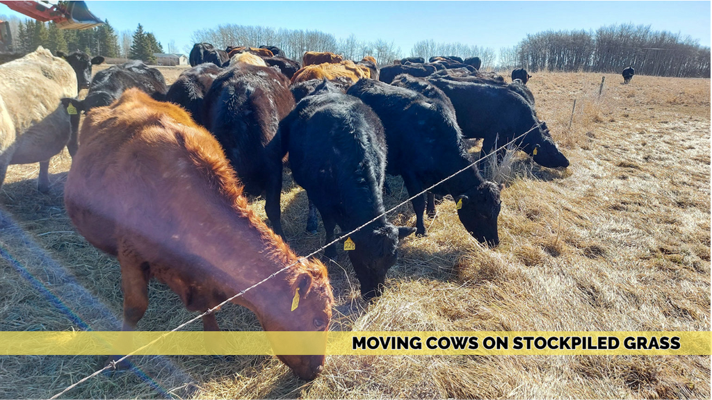Moving the Cows on new Stockpiled Grass 4/5/21