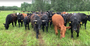 Moving the Cows at Hoven Farms