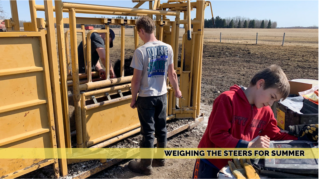 Weighing the Steers for Summer 2021/04/06