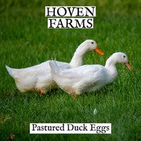 Duck Eggs- FOR EDMONTON PICK UP