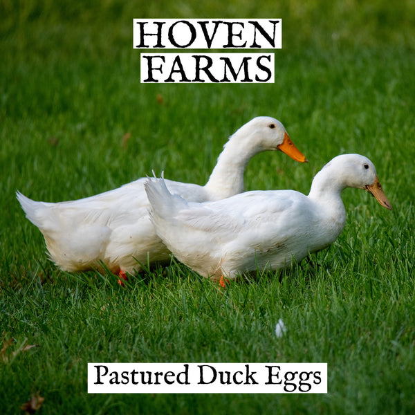 Duck Eggs- FOR FARM PICK UP