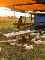 Pastured Chickens- 5 Chickens Deposit - SEPTEMBER PICKUP
