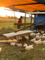 Pastured Chickens- 10 Chickens Deposit - JULY PICKUP