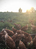 Eggs- FOR CALGARY PICK UP