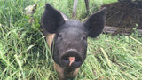 Pork -Half Pork $100 Deposit- SOLD OUT- Check back with spring of 2022