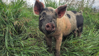Pork -Half Pork $100 Deposit- SOLD OUT- Check back with spring of 2022