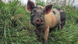 Pork -Half Pork $100 Deposit- SOLD OUT- Check back with spring of 2022