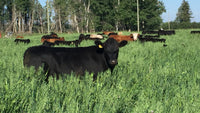 Hoven Farms- Whole Beef - Deposit