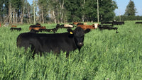 Hoven Farms- Half Beef - Deposit