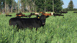 Hoven Farms- Half Beef - Deposit