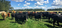 Hoven Farms- Half Beef - Deposit
