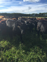 Hoven Farms- Half Beef - Deposit