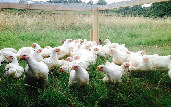 Pastured Chickens- 10 Chickens Deposit - SEPTEMBER PICKUP