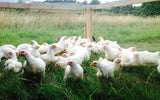 Pastured Chickens- 5 Chickens Deposit - SEPTEMBER PICKUP